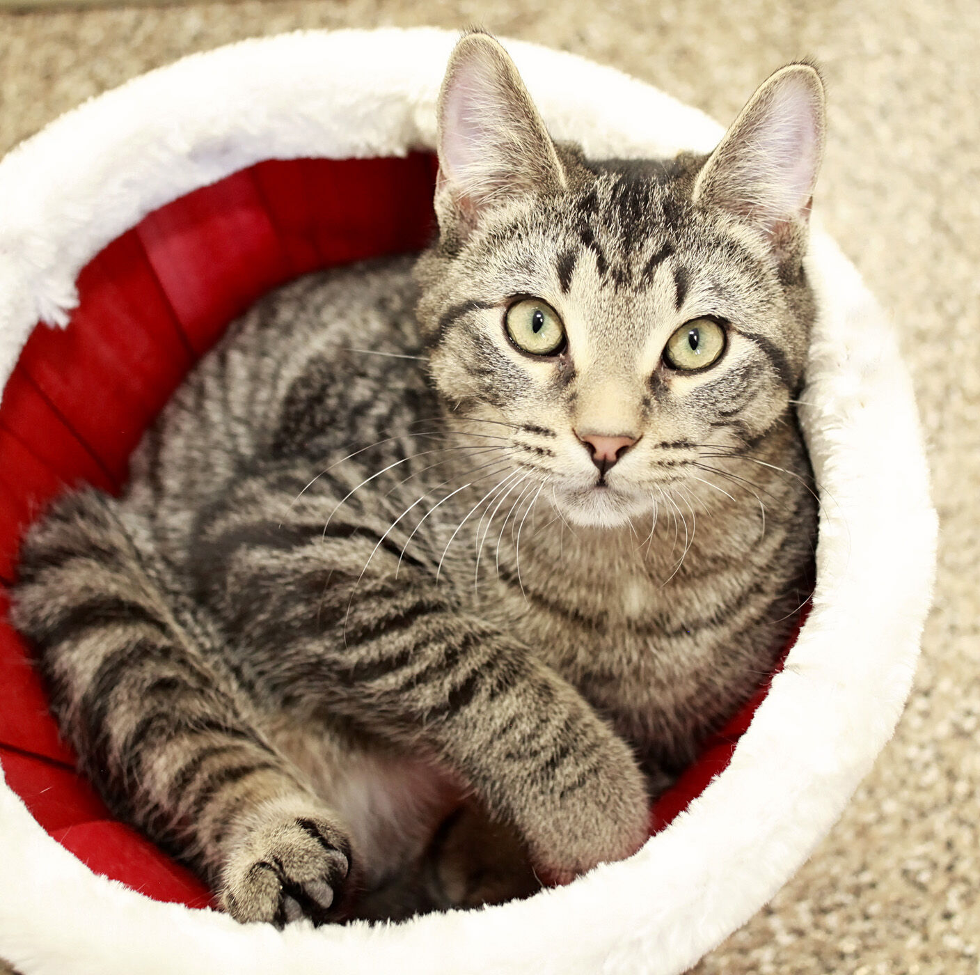 New animal organization looking for volunteers